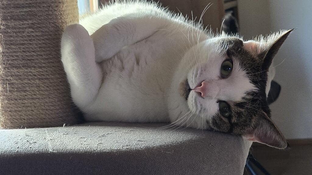 Weltkatzentag 2025