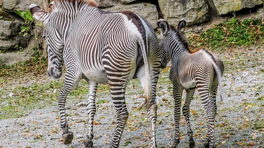 Zebrafohlen Zoo Salzburg