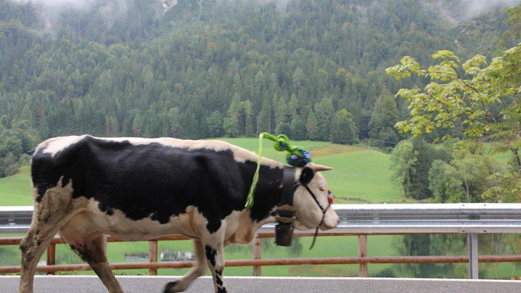 Bilder vom Almabtrieb
