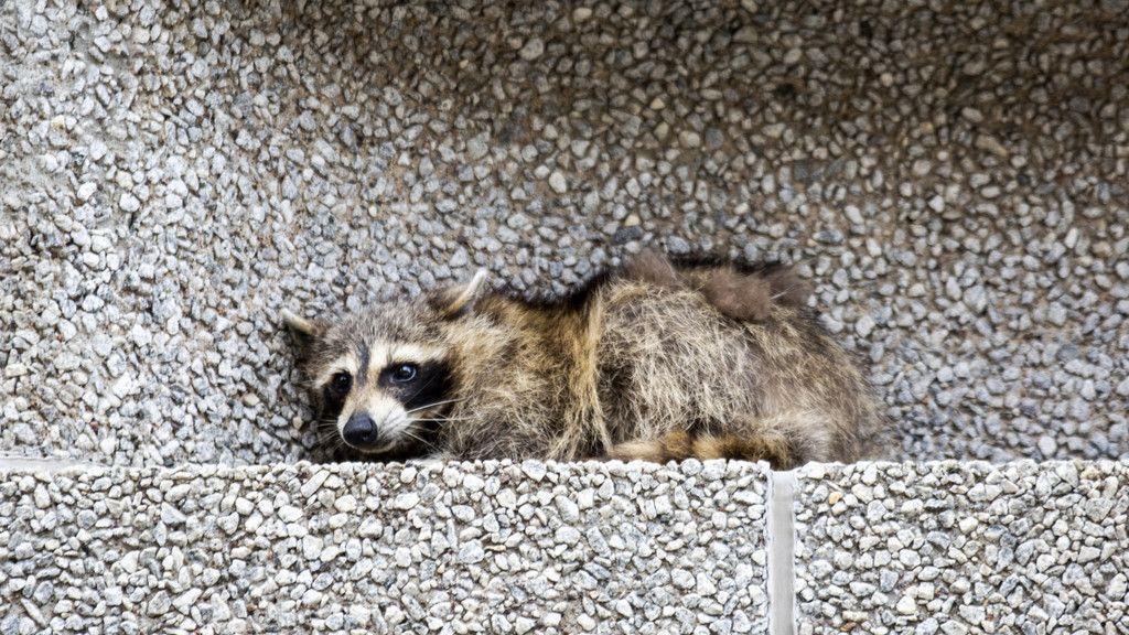 Waschbär zeigt Kletterkünste