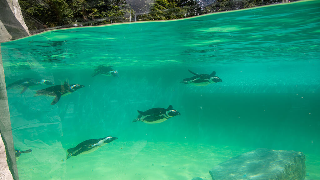Zoo Salzburg, Brillenpinguine