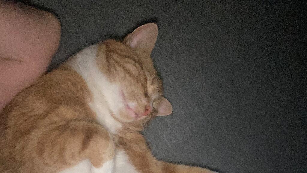 Weltkatzentag 2025