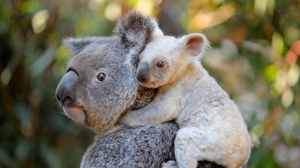 Das ist der weiße Koala mit seiner Mutter