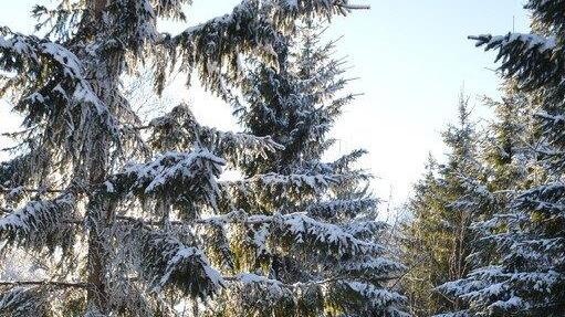 Winterspaziergang am Gaisberg