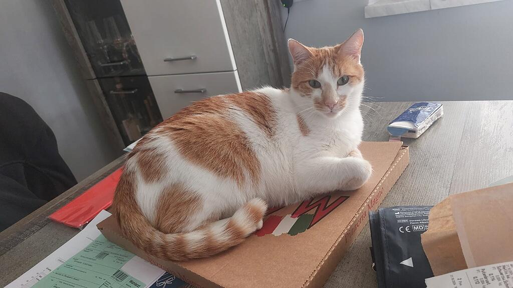 Vermisster Kater Max