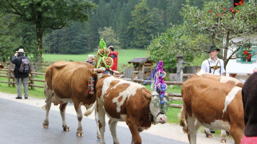 Bilder vom Almabtrieb