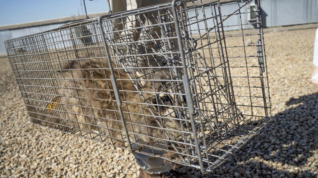 Waschbär zeigt Kletterkünste