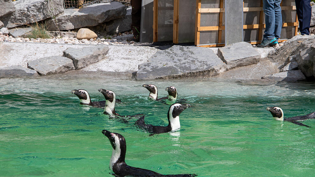 Zoo Salzburg, Brillenpinguine