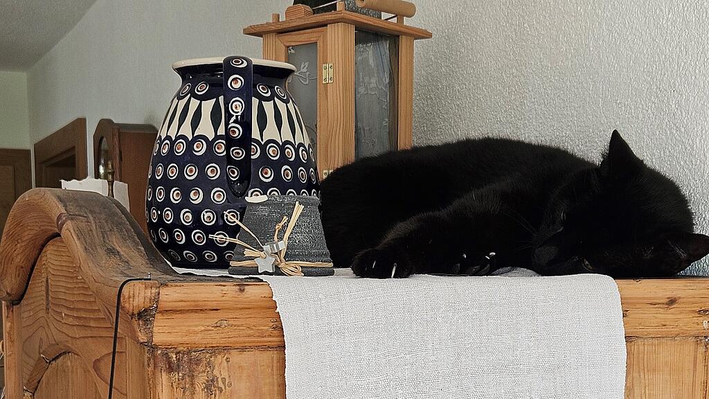 Weltkatzentag 2025