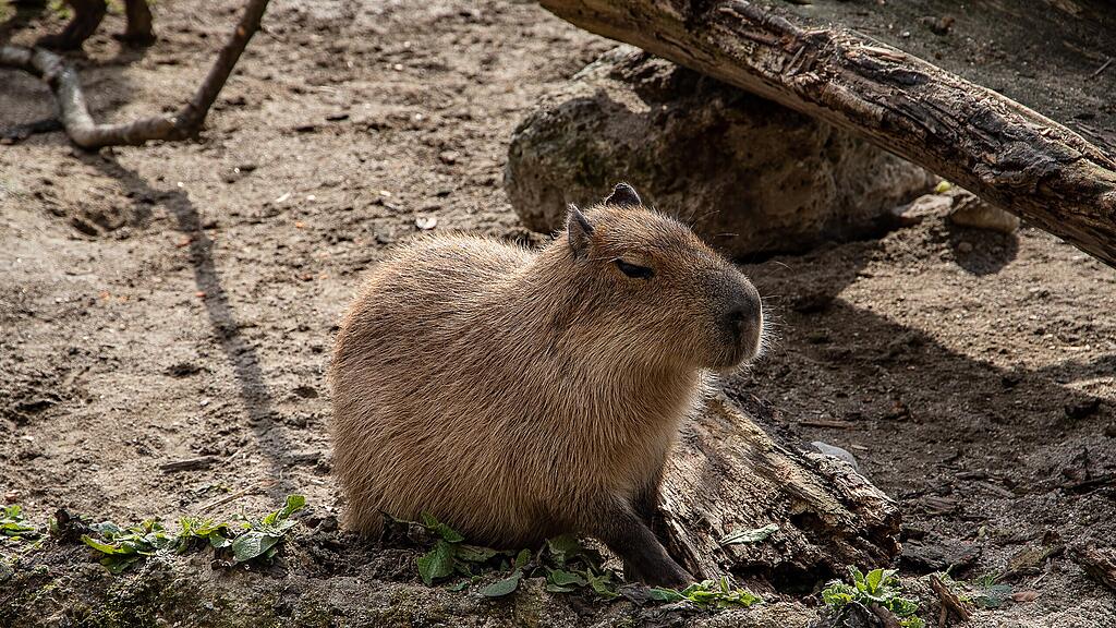 Frühlingserwachen im Zoo