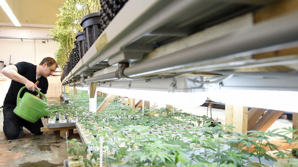 Cannabisaufzucht in Brunn am Gebrige