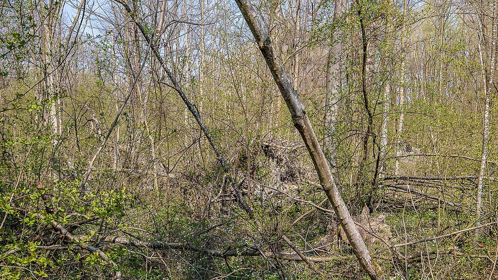 20190401_fmt_schaeden_nach_winterstuerme_mw1-3.jpg