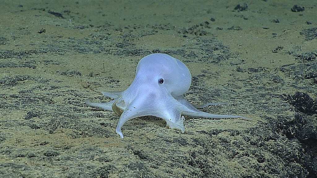 Ein Octopus landete im Gesicht des Paddlers (Symbolbild):
