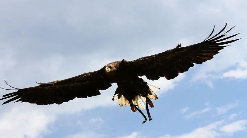 Falkenshow auf Burg Hohenwerfen