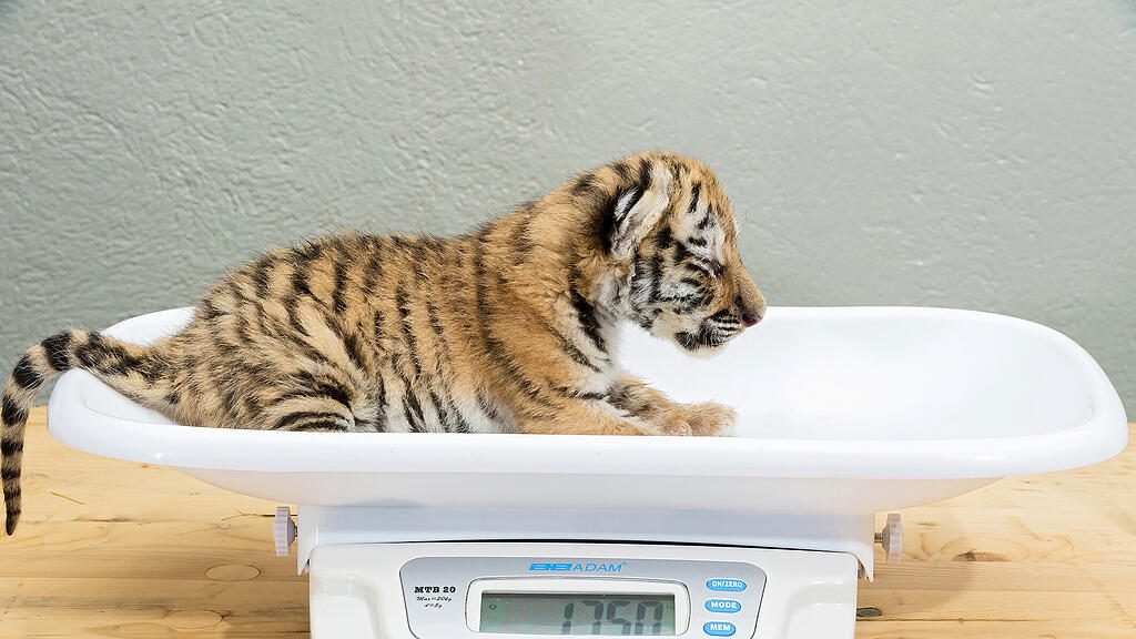 Tigerbabys Schönbrunn