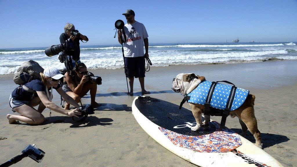 Hundesurfen in Kalifornien