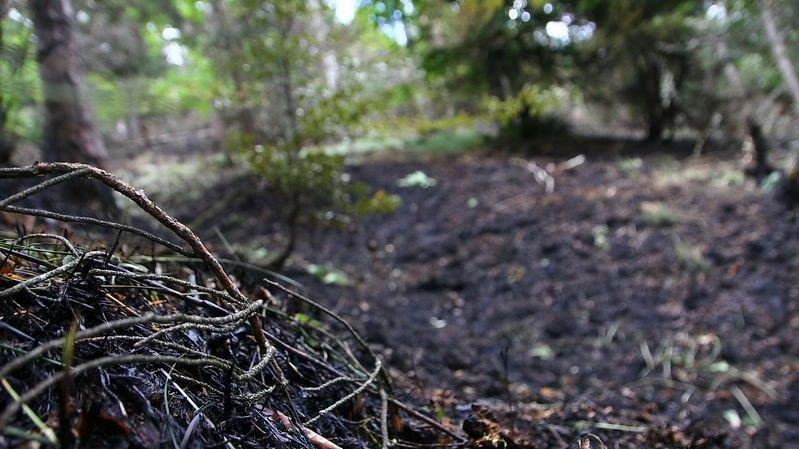 Waldbrand unter Kontrolle