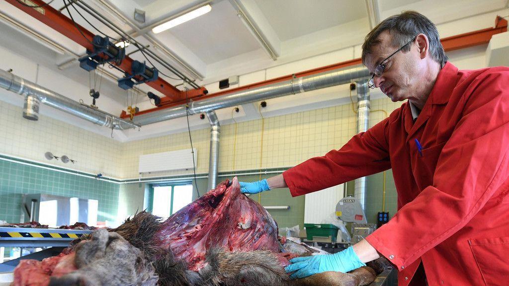 Vogelgrippe: Bilder aus dem AGES-Institut