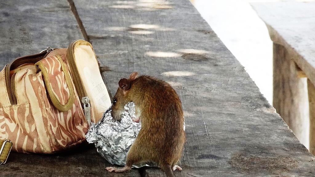 symb_ratte