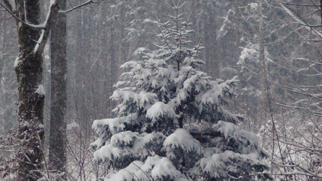 Winterimpressionen aus Ebenau