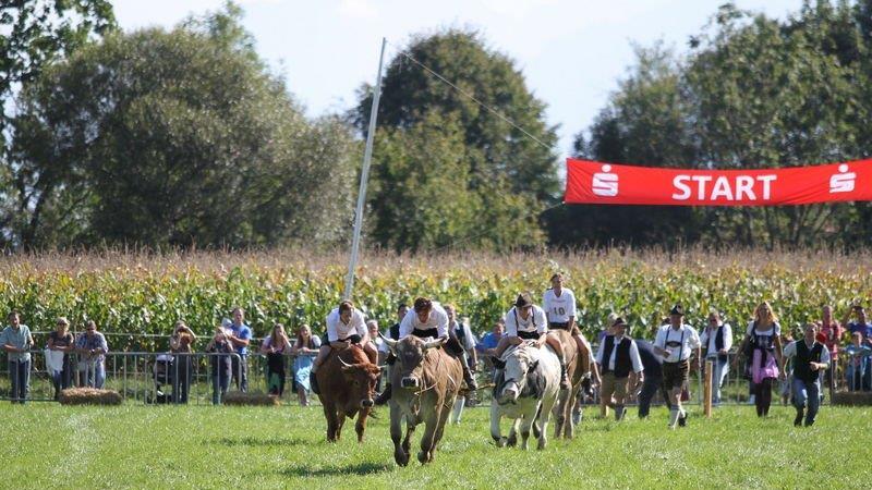 Ochsenrennen in Surheim