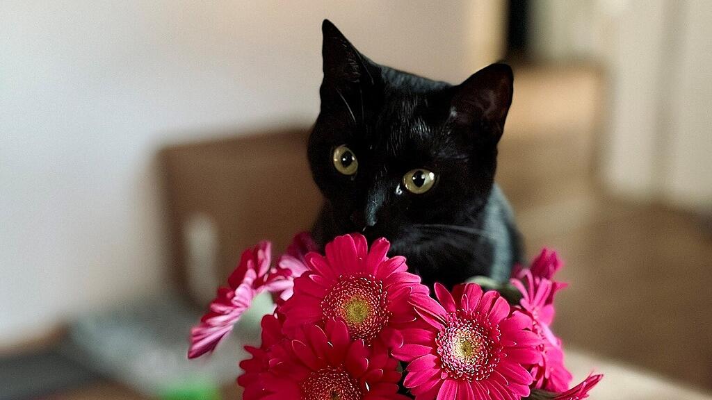 Weltkatzentag 2024