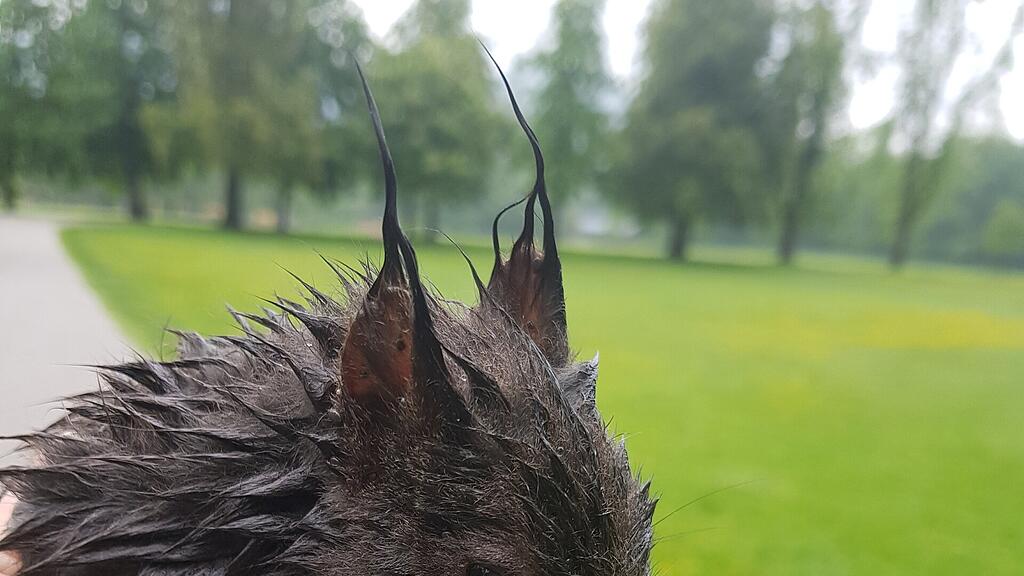 Eichhörnchen in Not