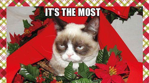 Tard, the grumpy cat: Die besten Memes