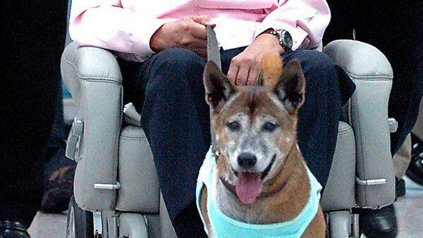 Tongdaeng - der Hund - ist tot