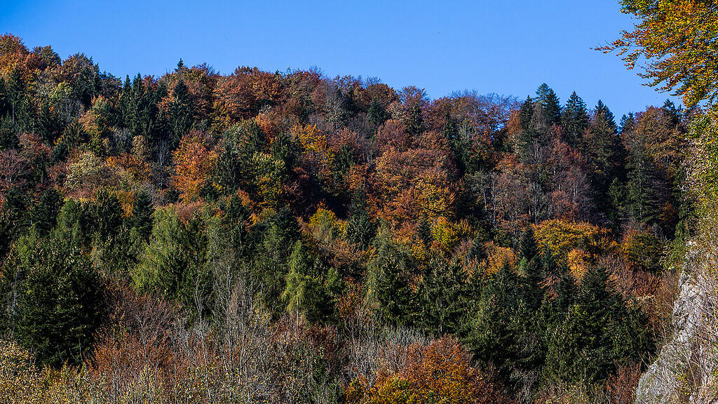 SB, Herbst, Wald, Bäume