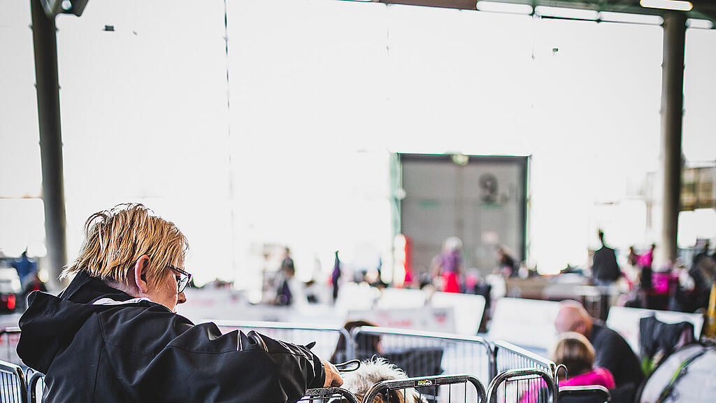 Rassehunde Ausstellung