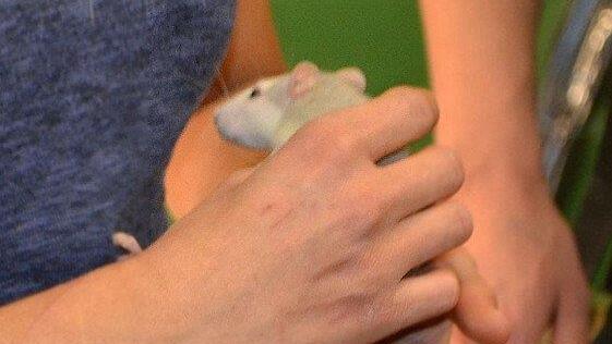 Leserreporter bei der Exotica Reptilienbörse in Wien