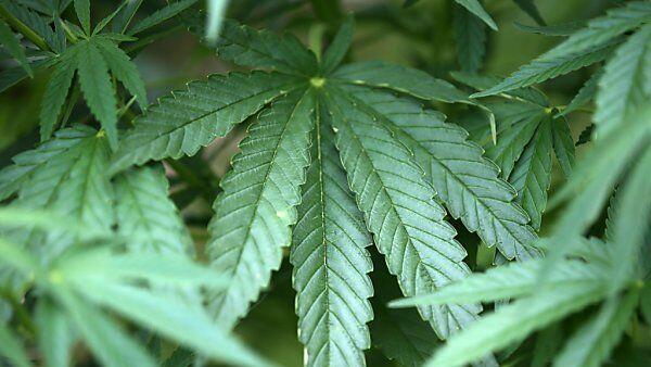 37-Jähriger betrieb Cannabis-Plantage