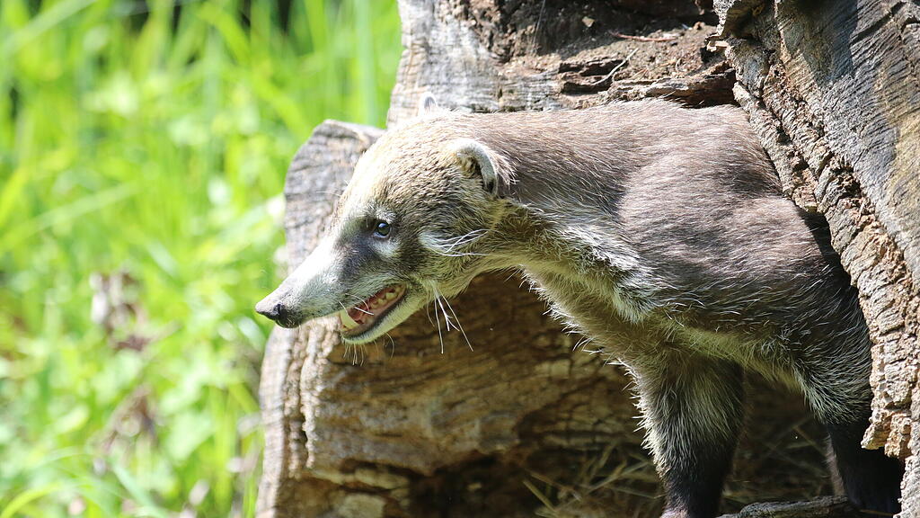 Weißrüsselnasenbär Jacques, Zoo Salzburg