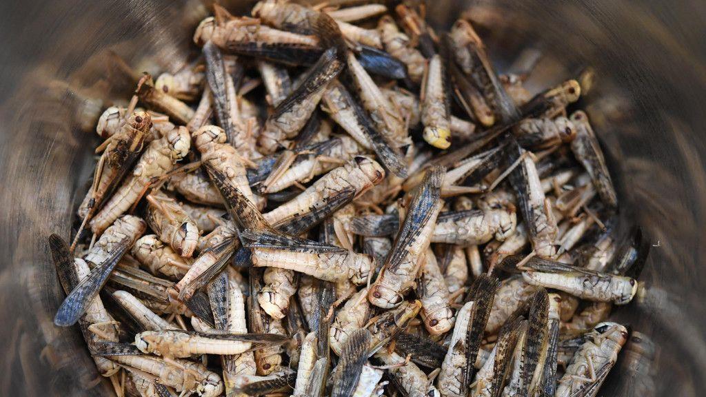 Insekten am Speiseplan