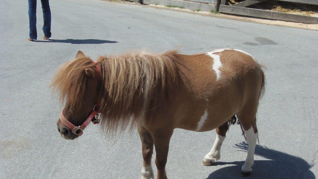 Impressionen der Tiere