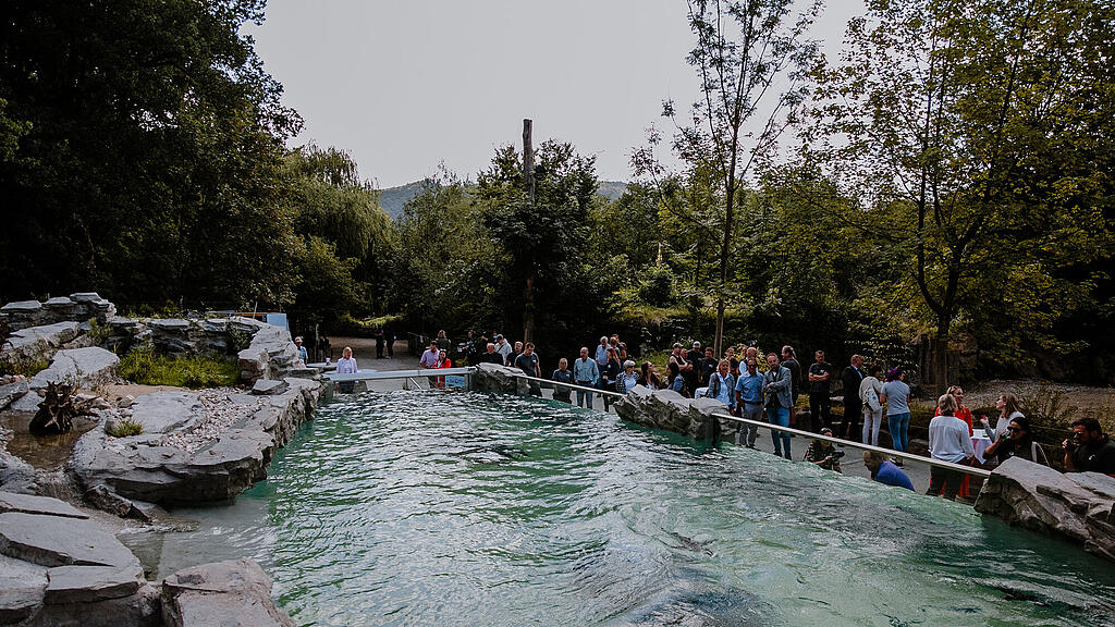 Zoo Salzburg, Brillenpinguin, Pinguin