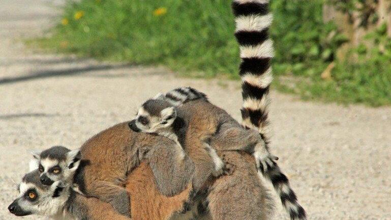 Der Nachwuchs im Zoo Salzburg