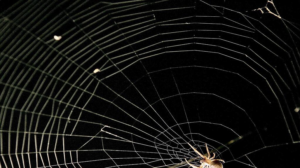 Die Kugelspinne sei zwar nicht giftig, lege aber sehr viele Eier.