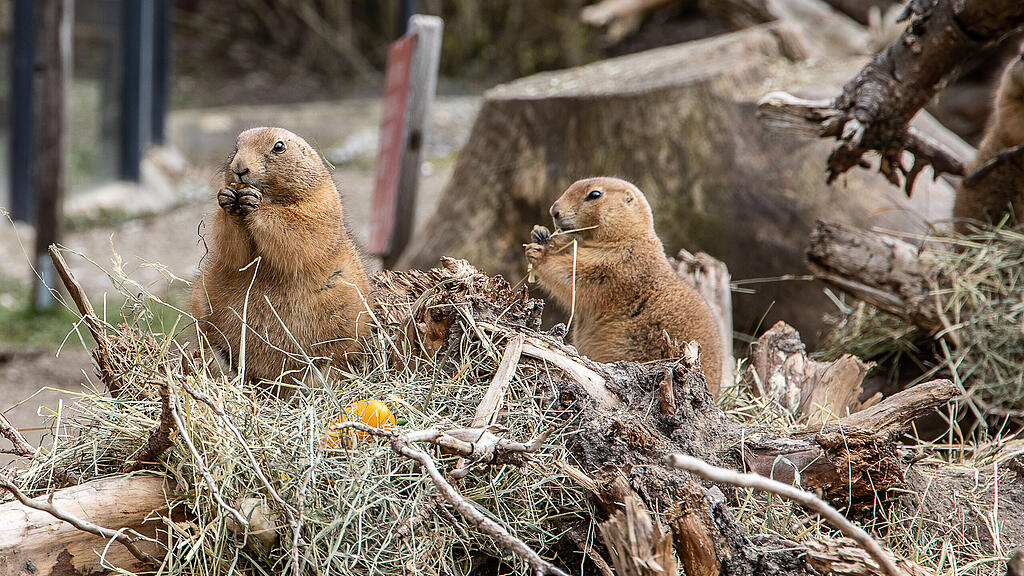 Frühlingserwachen im Zoo