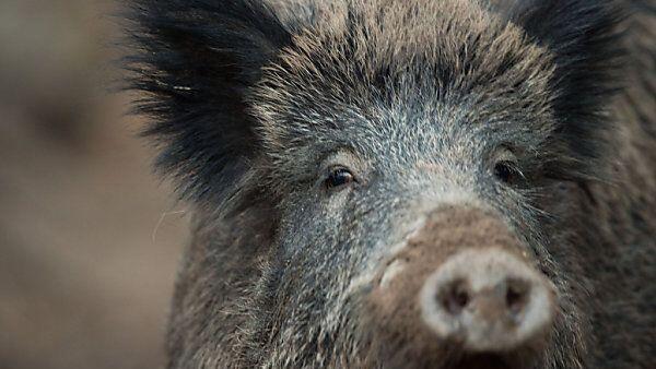 Wildschweine sind in mehreren Gegenden Italiens ein Problem