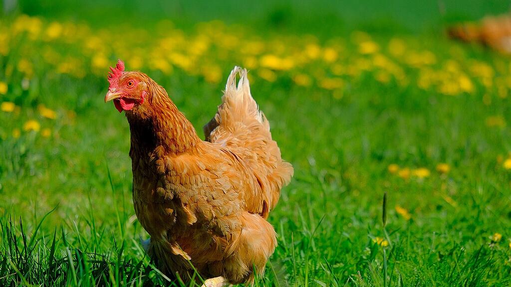 symb_Huhn