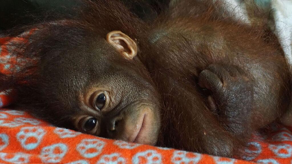 Das ist das erste Waisen-Baby, das in die Orang-Utan-Waldschule einziehen darf.