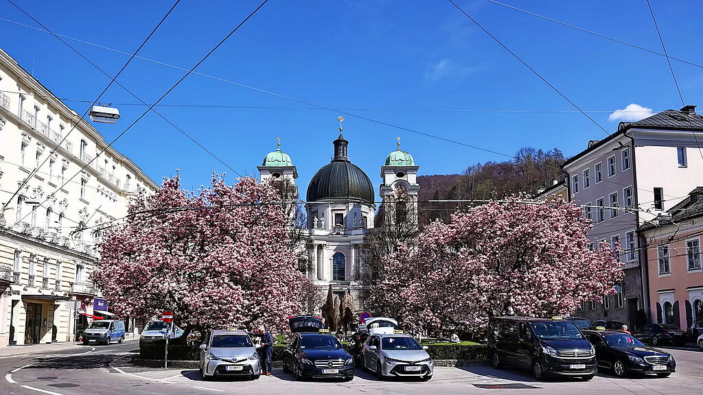Blühende Magnolien am Makartplatz