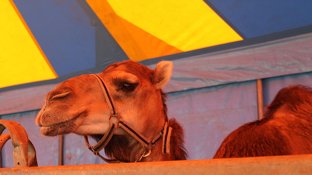 Circus King und Circus William in Salzburg
