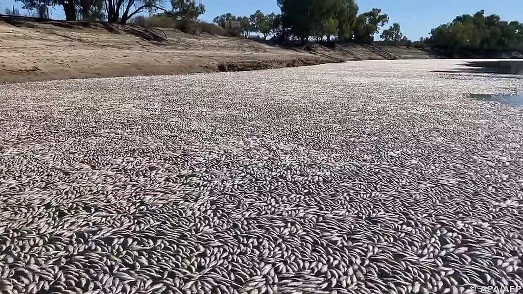 Im Darling River verendeten bereits Millionen von Fischen