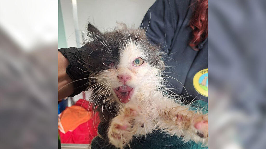 Ausgesetzt Katzenbabys