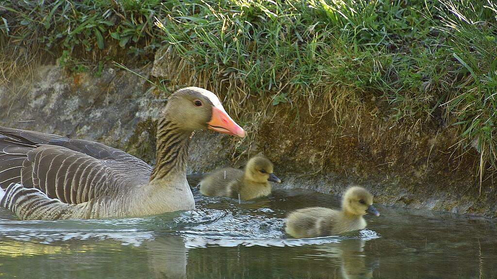 Enten Leopoldskron