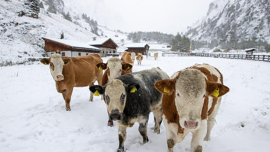 Wintereinbruch: Neuschnee in Tirol, Schnee,