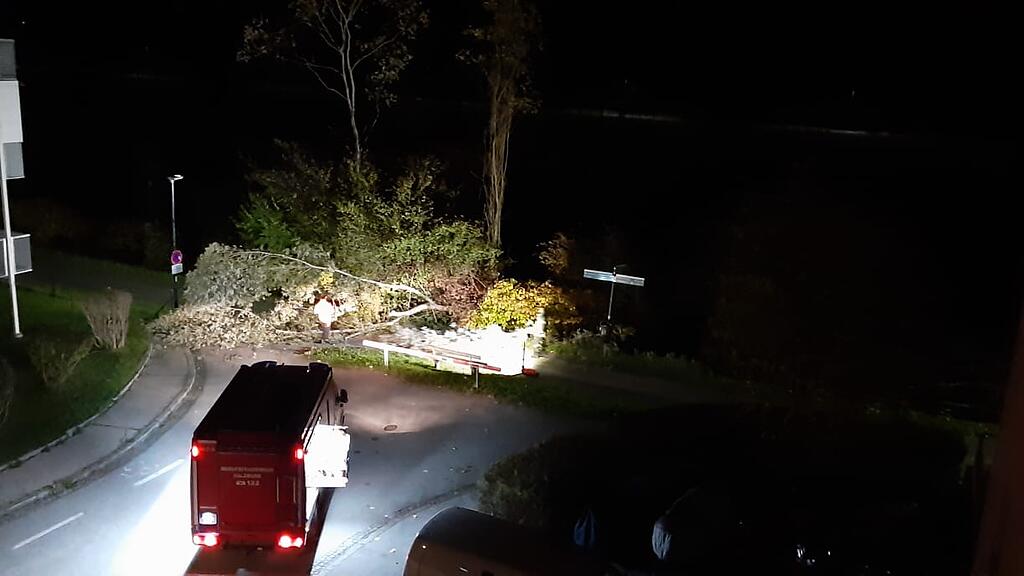 Von Biber angenagter Baum stürzt auf Weg in Salzburg-Süd